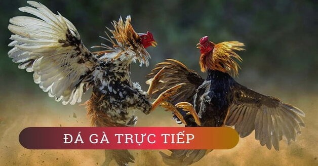 Cách chơi đá gà Thomo - Trải nghiệm cá cược độc đáo thú vị