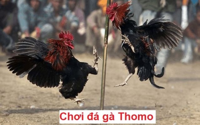 Cách chơi đá gà Thomo - Trải nghiệm cá cược độc đáo thú vị
